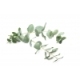 Eucalyptus Eliquid Eucalyptus Eliquid